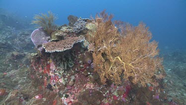 Gorgonian sea fan and coral reef underwater