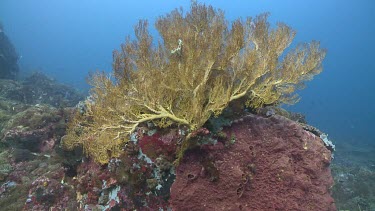 Gorgonian sea fan on a coral reef underwater