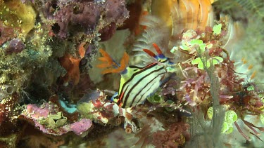 Colourful Nudibranch on a coral reef