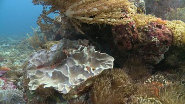 Tassled Scorpionfish camouflaged on a coral reef