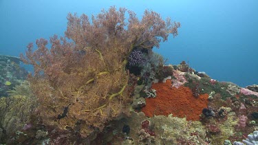 Sea fan on a coral reef