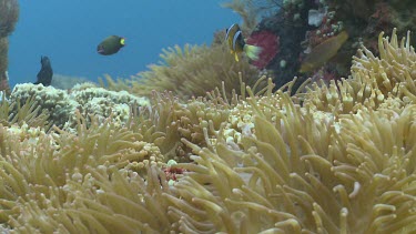 Clark's Anemonefish over a Sea Anemone