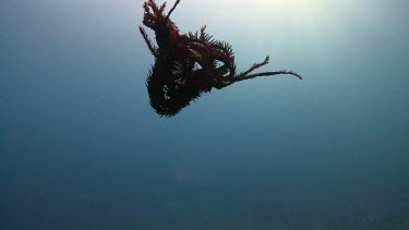 Sea fan floating down to a coral reef by a diver