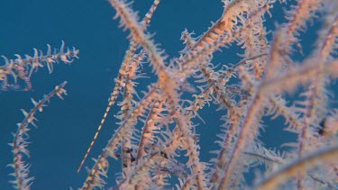 Pink Banded Tozeuma Shrimp underwater