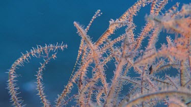 Pink Banded Tozeuma Shrimp underwater