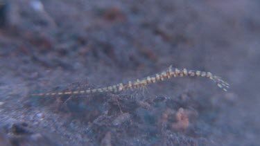 Close up of pink Banded Tozeuma Shrimp underwater