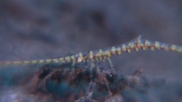 Close up of pink Banded Tozeuma Shrimp underwater