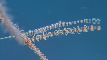 Pink Banded Tozeuma Shrimp underwater