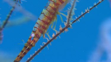 Close up of pink Banded Tozeuma Shrimp underwater
