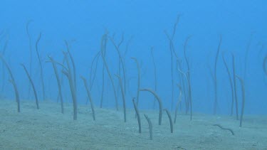 Spaghetti Garden Eels on the ocean floor