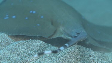 Close up of Bluespotted Stingray on the ocean floor