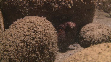 Day Octopus hiding behind rocks