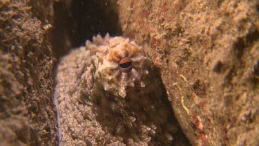Close up of Day Octopus hiding behind rocks