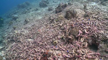 Bomb-damaged coral reef by Wetar