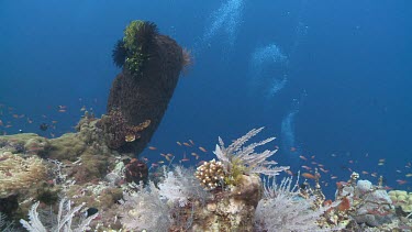 Barrel Sponge on a coral reef