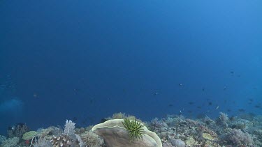 Barrel Sponge on a coral reef