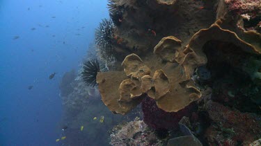 Feather Stars on a coral reef