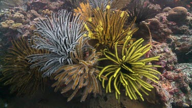 Feather Stars on a coral reef