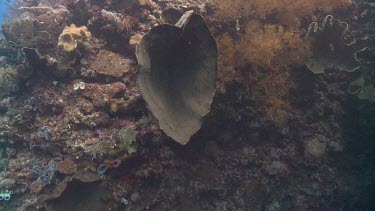 Heart-shaped Barrel Sponge on a coral reef