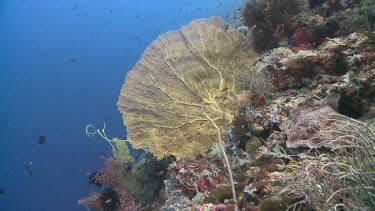 Sea fan and Wire Coral on a reef
