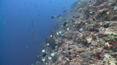 Sea fan and Wire Coral on a reef