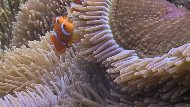 Close up of False Clownfish and Magnificent Sea Anemone