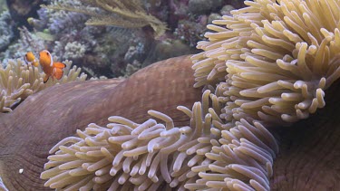 Close up of False Clownfish and Magnificent Sea Anemone