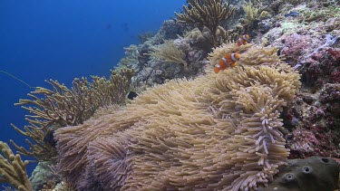 False Clownfish and Magnificent Sea Anemone on a coral reef