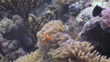 False Clownfish and Magnificent Sea Anemone on a coral reef