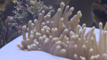 Close up of closed Sea Anemone with Pink Anemonefish