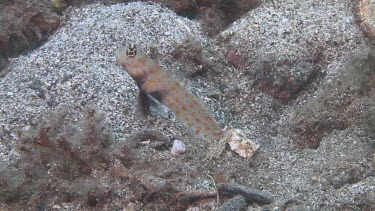 Gold Spot Goby and Snapping Shrimp on coral