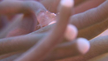 Egg Shell Shrimp on pink Mushroom Coral