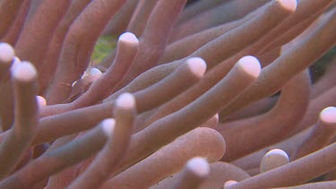 Egg Shell Shrimp on pink Mushroom Coral