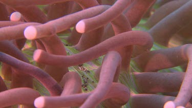 Close up of pink Mushroom Coral