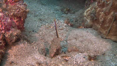 Ribbon Eel and Royal Dottyback fish on a coral reef
