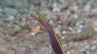 Close up of a Ribbon Eel