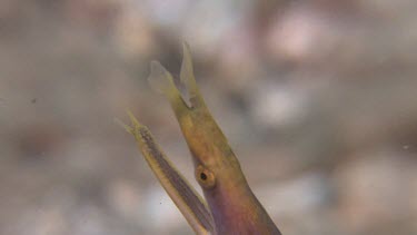 Close up of a Ribbon Eel
