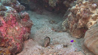 Ribbon Eel and Royal Dottyback fish on a coral reef