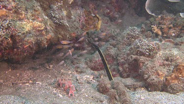 Ribbon Eel catcheing a Capricorn Cardinalfish