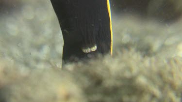 Close up of a juvenile Ribbon Eel buried in the sand