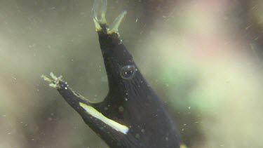 Close up of a juvenile Ribbon Eel head