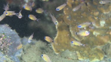 School of Capricorn Cardinalfish