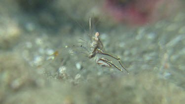 Commensal Shrimp on the ocean floor