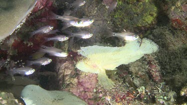 White Leaf Scorpionfish and a school of Cardinalfish on a reef