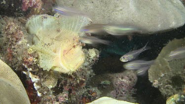 White Leaf Scorpionfish trying to catch Cardinalfish