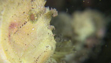 Close up of a white Leaf Scorpionfish
