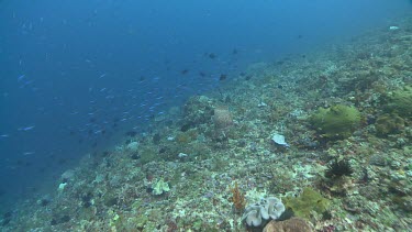 Fish over the colourful seabed