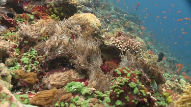 Soft Coral blowing in the current