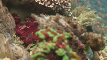 Soft Coral blowing in the current