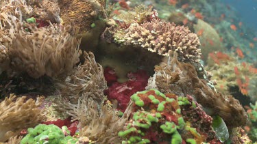 Soft Coral blowing in the current